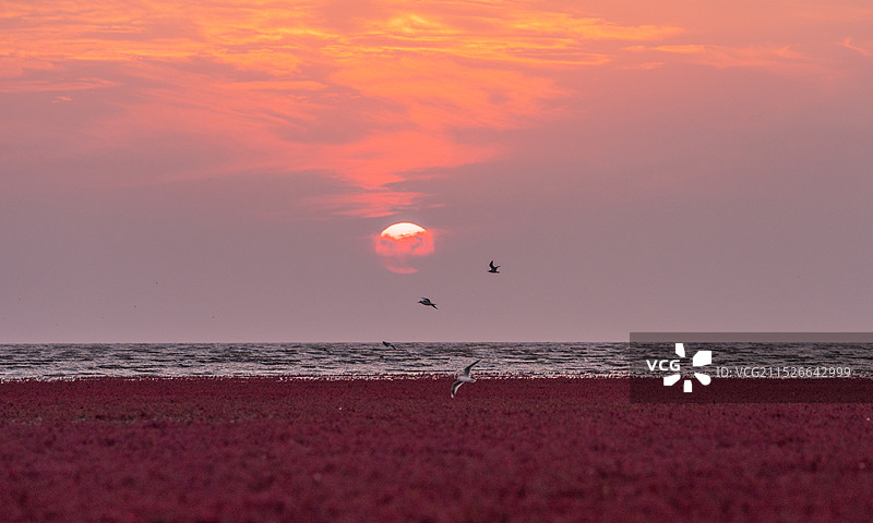 红海滩国家风景廊道 风光航拍摄影图片素材