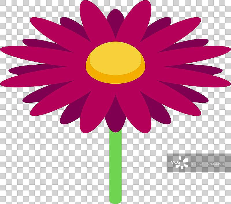 单朵盛开的紫色非洲菊图片素材