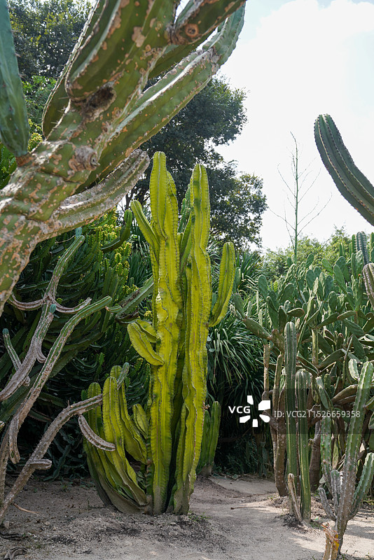 福建省 厦门市 厦门园林植物园 万石植物园 多肉植物区图片素材