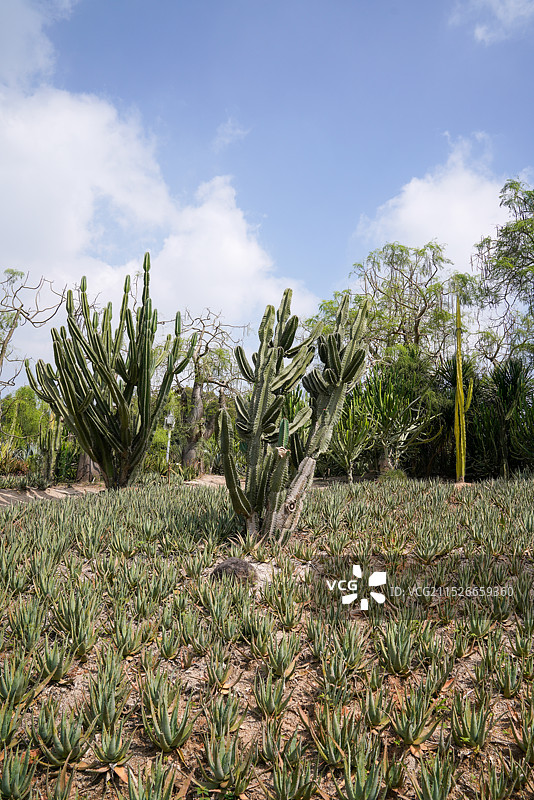 福建省 厦门市 厦门园林植物园 万石植物园 多肉植物区图片素材