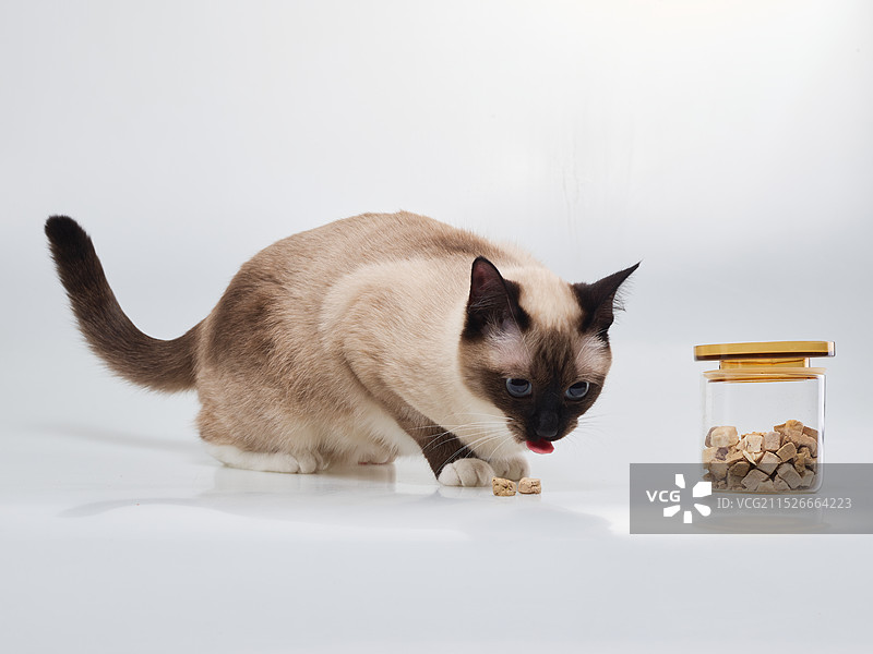 暹罗猫幼崽幼猫逻辑猫通缉猫巡逻纯种猫咪虎斑暹罗海豹双色泰国挖煤工锅炉工宠物猫图片素材