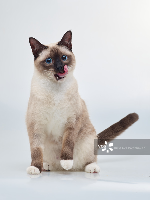 暹罗猫幼崽幼猫逻辑猫通缉猫巡逻纯种猫咪虎斑暹罗海豹双色泰国挖煤工锅炉工宠物猫图片素材