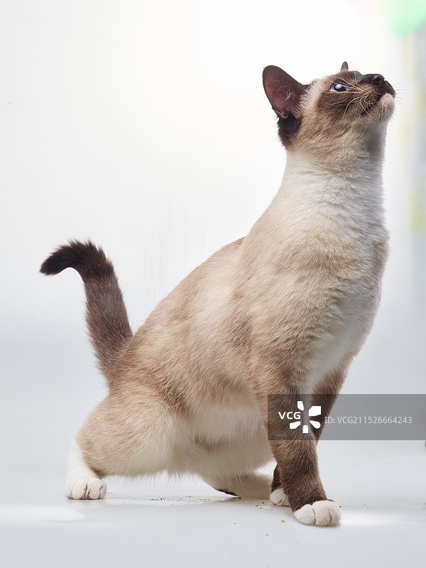 暹罗猫幼崽幼猫逻辑猫通缉猫巡逻纯种猫咪虎斑暹罗海豹双色泰国挖煤工锅炉工宠物猫图片素材