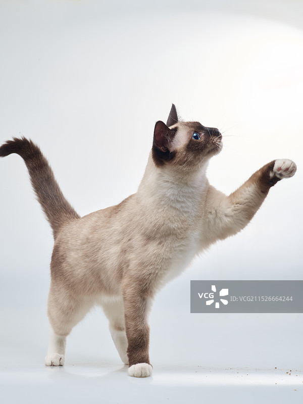 暹罗猫幼崽幼猫逻辑猫通缉猫巡逻纯种猫咪虎斑暹罗海豹双色泰国挖煤工锅炉工宠物猫图片素材