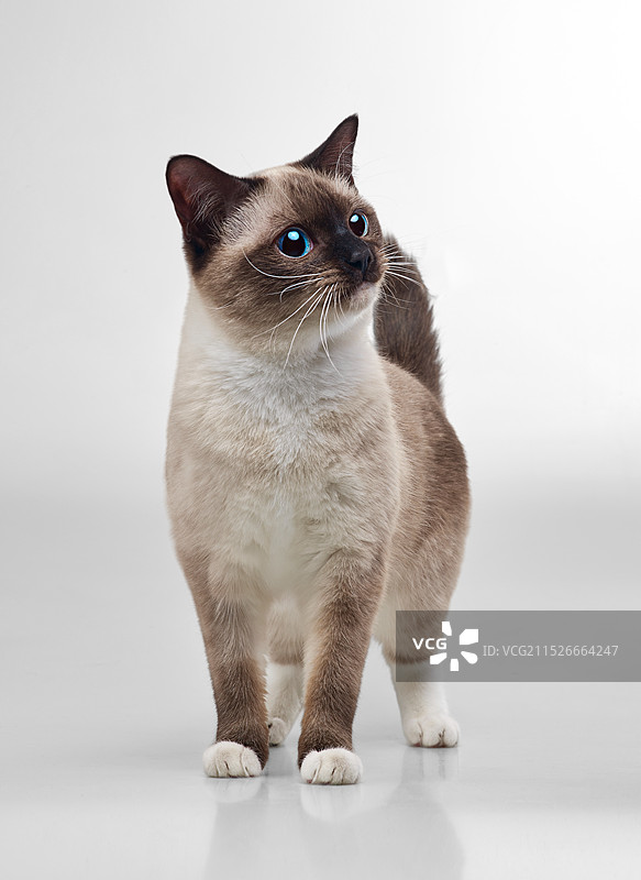 暹罗猫幼崽幼猫逻辑猫通缉猫巡逻纯种猫咪虎斑暹罗海豹双色泰国挖煤工锅炉工宠物猫图片素材