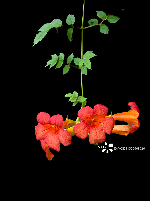 凌霄花开图片素材