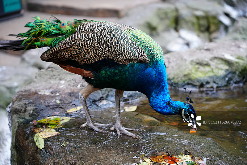 大连鸟语林孔雀图片素材