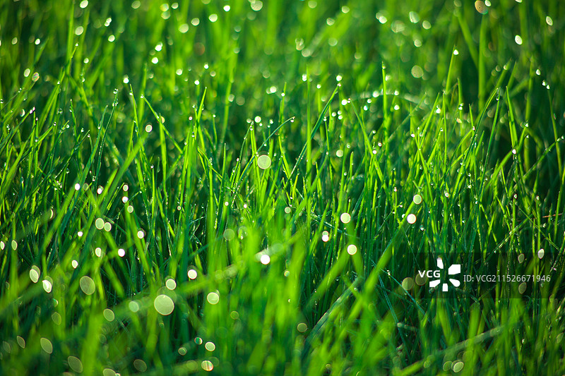 雨露春草图片素材