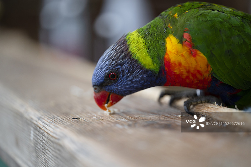 虹彩吸蜜鹦鹉在桌上觅食的特写镜头图片素材