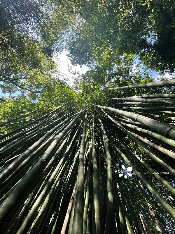 阳光下仰视竹林图片素材