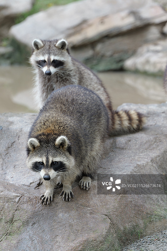 浣熊夫妻图片素材