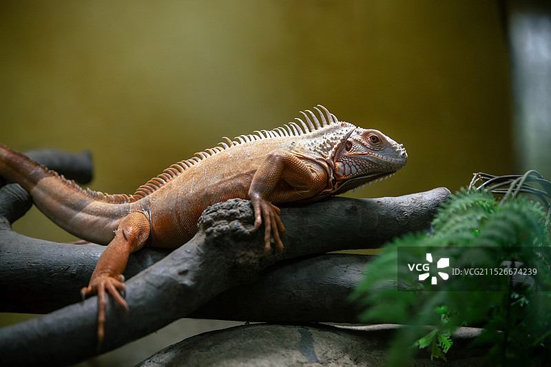 变色龙图片素材