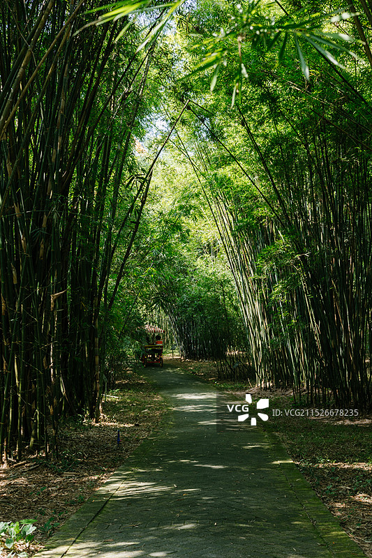 广州华南植物园城市风景竹子林茂盛图片素材