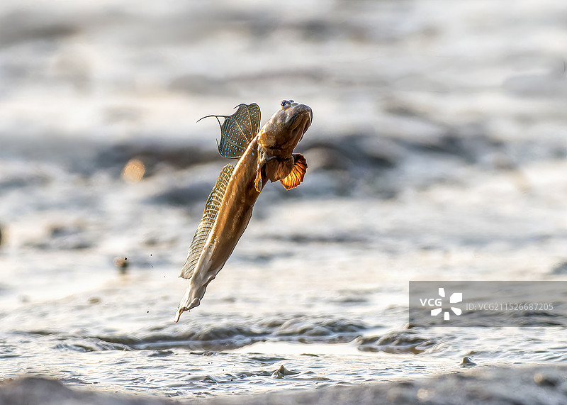 弹涂鱼图片素材