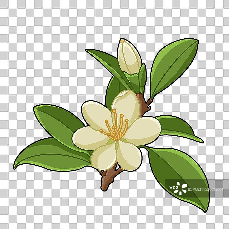 花朵-柠檬花图片素材