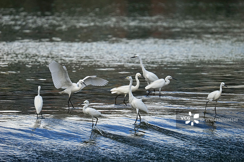 闲看白鹭飞图片素材