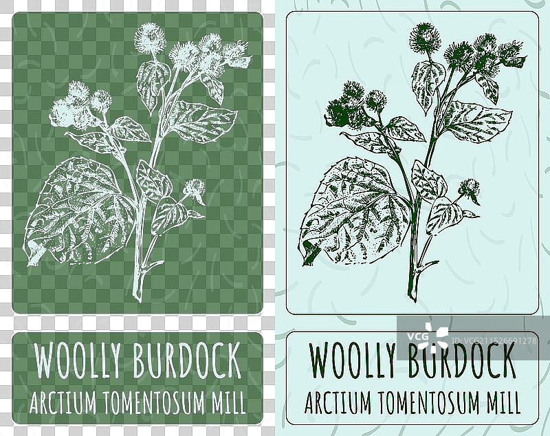 手绘毛刺蓟图图片素材