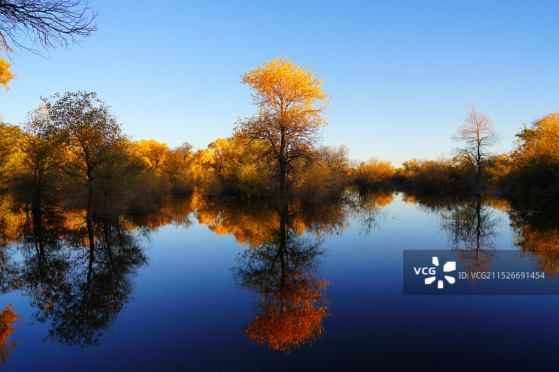 胡杨季节图片素材