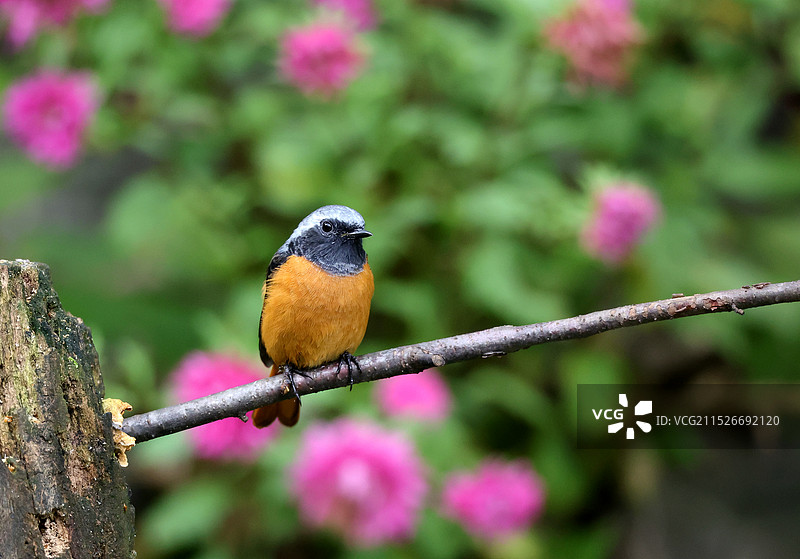 北红尾鸲图片素材