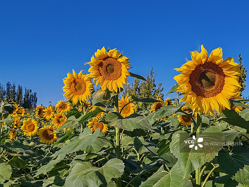 向日葵花海图片素材