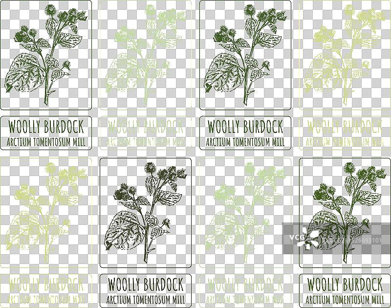 各种牛蒡绘画合集图片素材