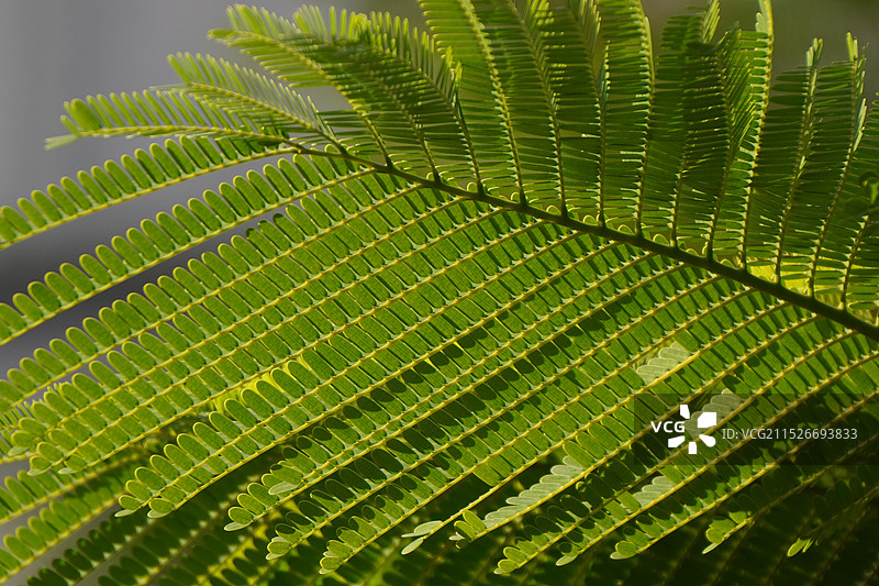 凤凰木图片素材