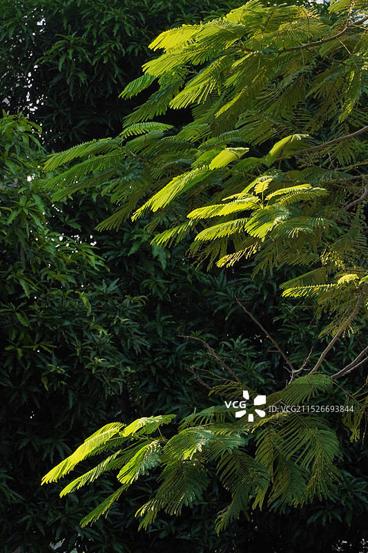 凤凰木图片素材