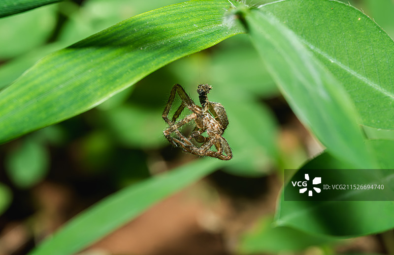 绿叶上的蜘蛛皮图片素材