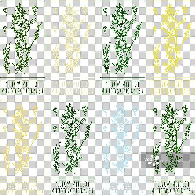 不同颜色的黄色草木樨手绘图片素材