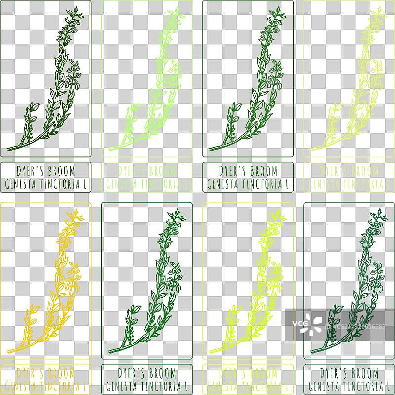 不同颜色的黄色草木樨手绘图片素材