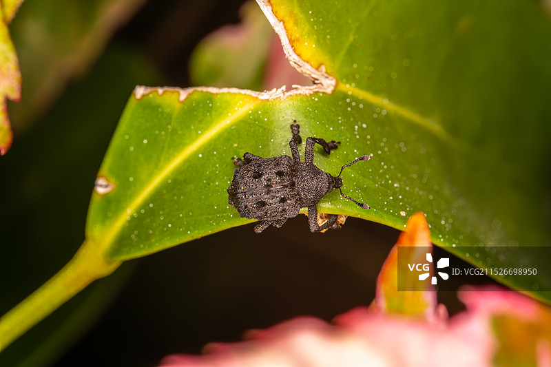 象鼻虫的微观世界图片素材