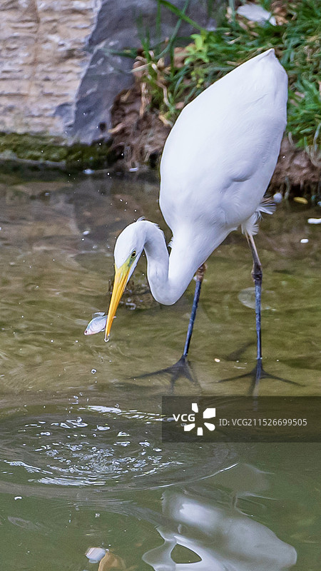 长嘴鸟（雪鹭）捉鱼吃图片素材