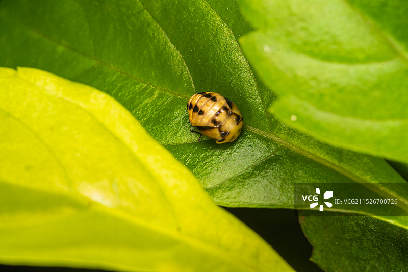 甲虫幼虫的蜕变图片素材