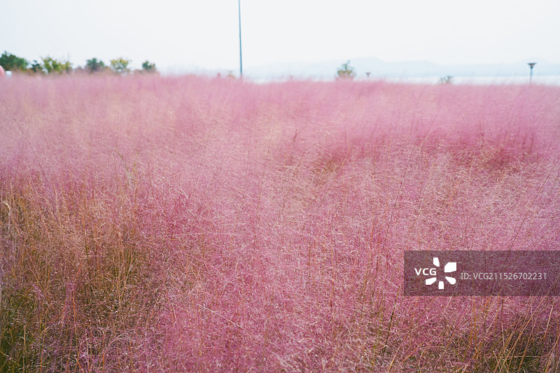 粉黛乱子草与远处的圣水湖（孔子湖 尼山水库）山东省济宁市曲阜尼山圣境景区图片素材