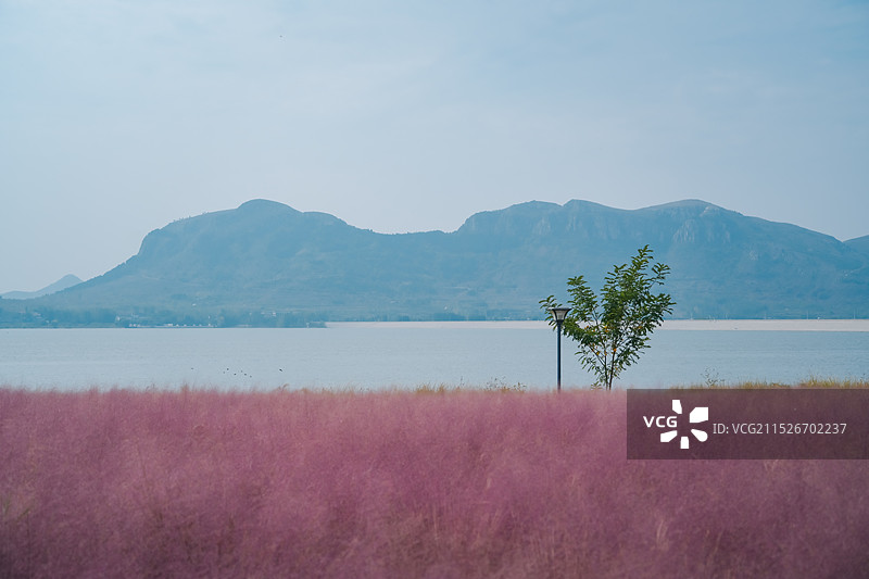 粉黛乱子草与远处的圣水湖（孔子湖 尼山水库）山东省济宁市曲阜尼山圣境景区图片素材