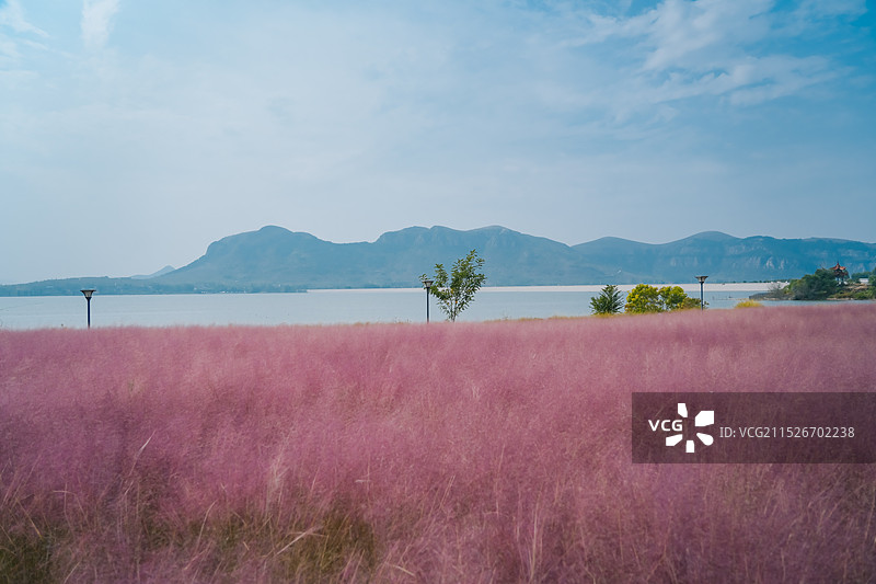 粉黛乱子草与远处的圣水湖（孔子湖 尼山水库）山东省济宁市曲阜尼山圣境景区图片素材