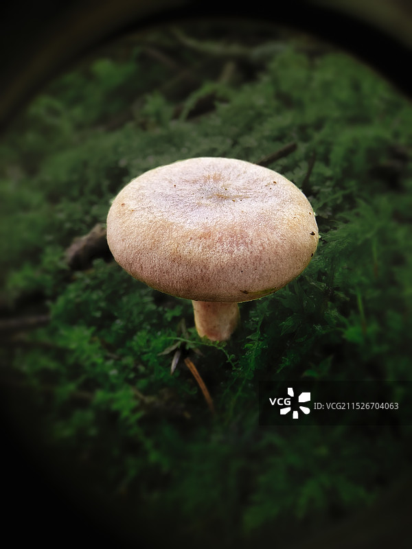 林中小菌图片素材