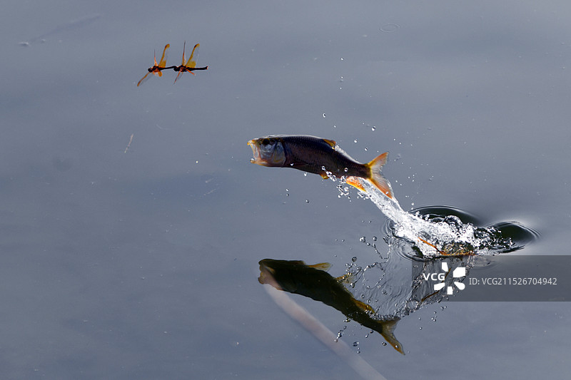 鱼追蜻蜓图片素材