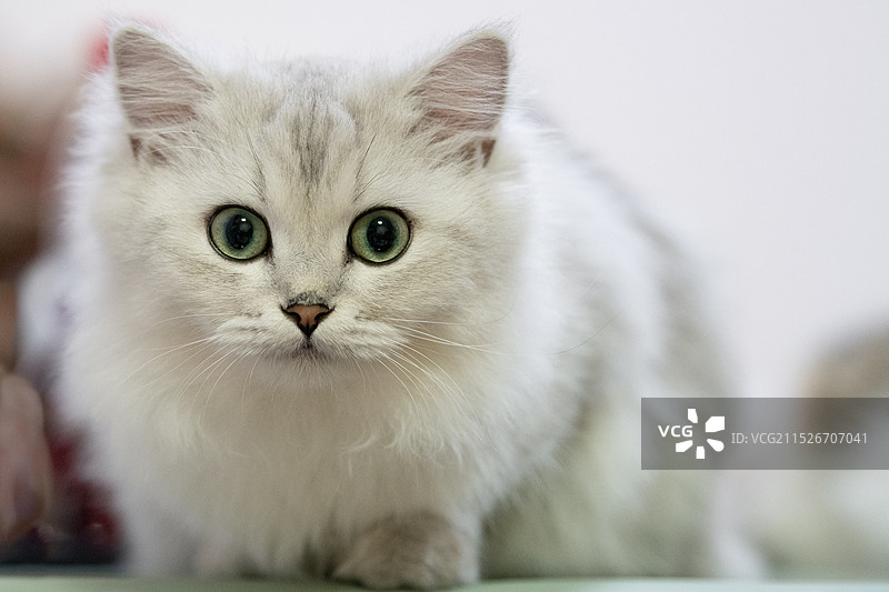 一直瞪大圆眼睛的金吉拉小白猫图片素材