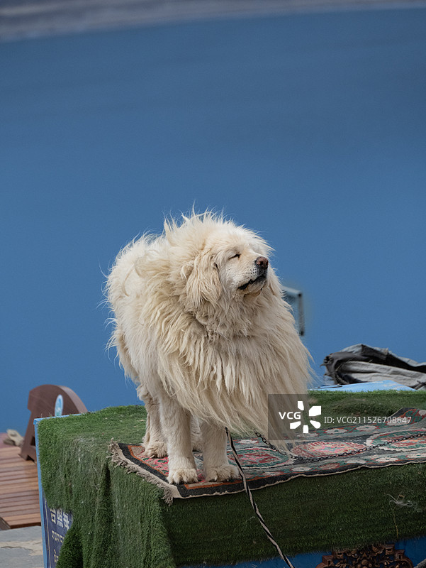 蓝天下的狗肖像图片素材