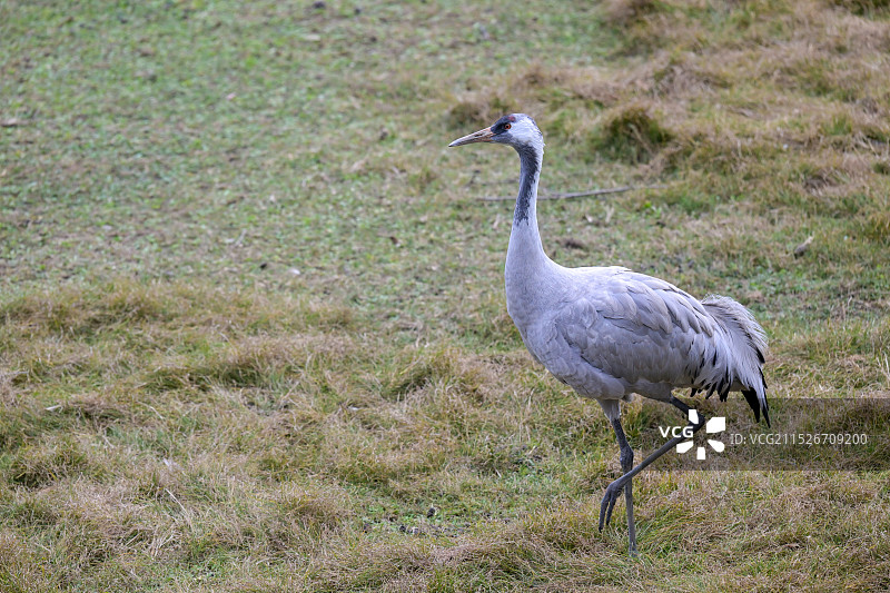 行走的灰鹤图片素材