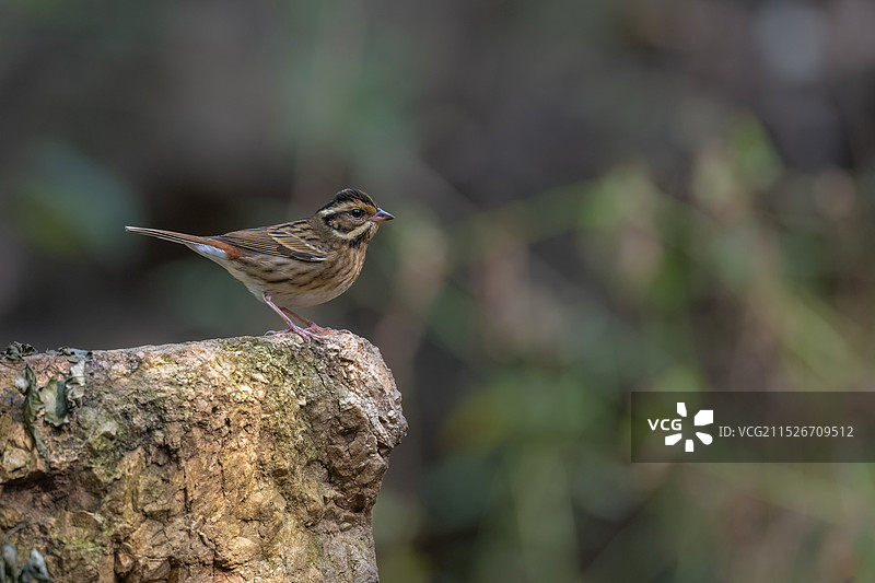 自然生态环境岩石上的白眉鹀图片素材