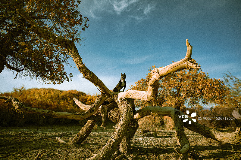 额济纳旗黑城弱水胡杨林：法斗狗和枯树枝图片素材