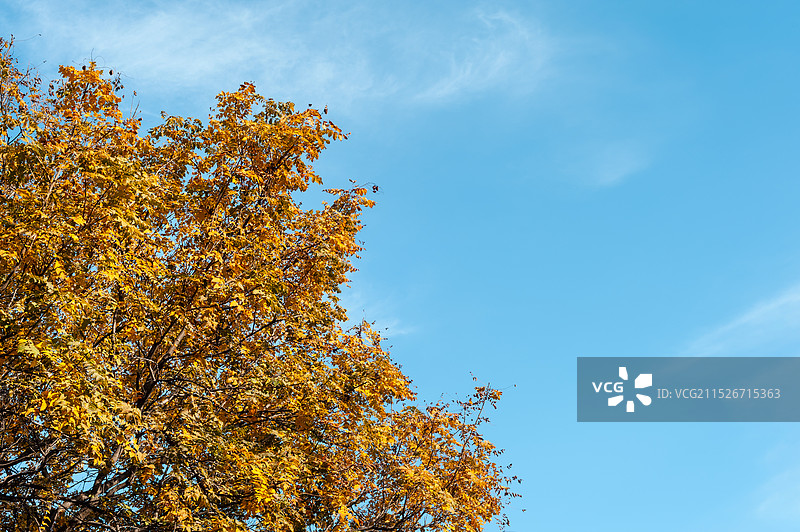2024年秋天晴朗天空下的树叶开始变黄了图片素材