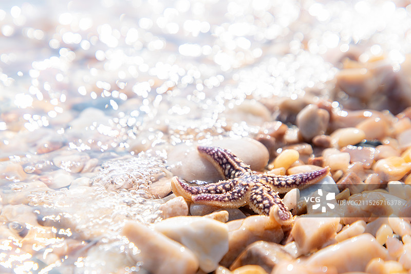 海星与海图片素材
