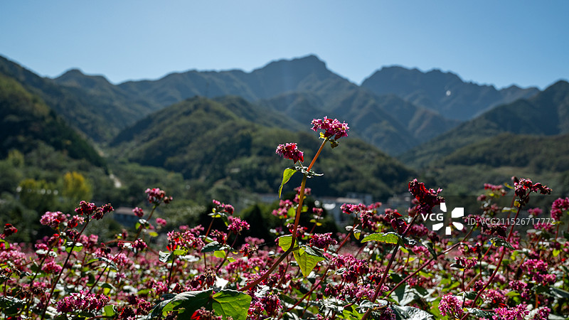荞麦岭荞麦花图片素材