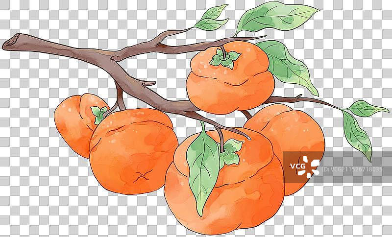 水彩插画柿子、水晶柿子、柿饼、柿子树插画图案图片素材