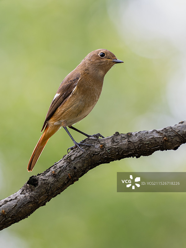 雌北橙尾鸲右视图图片素材