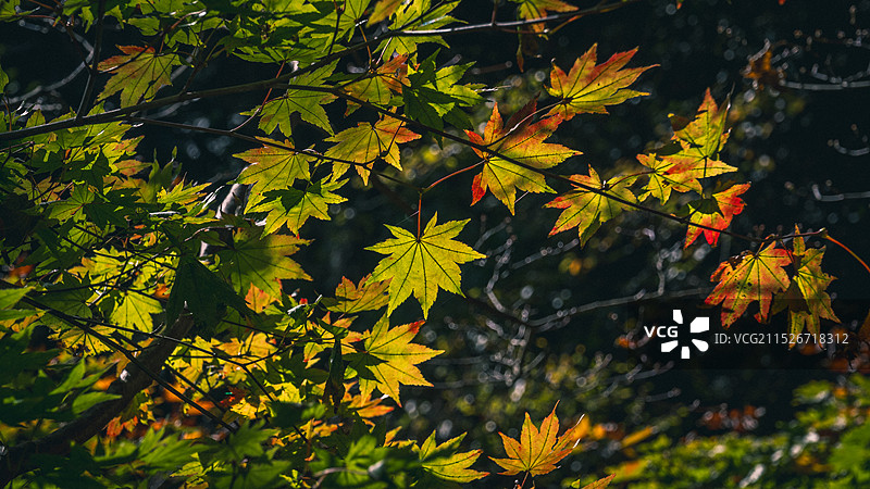 金丝峡景区秋景图片素材