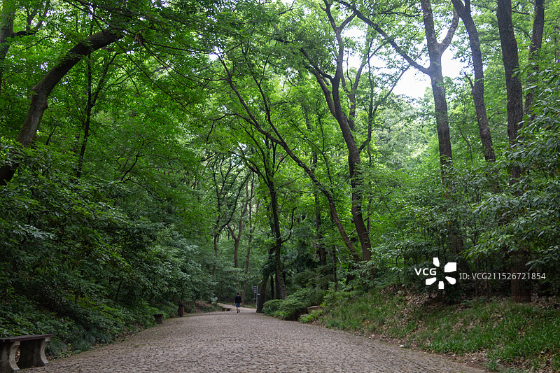 南京灵谷寺公园林中树木丛中无人的道路图片素材